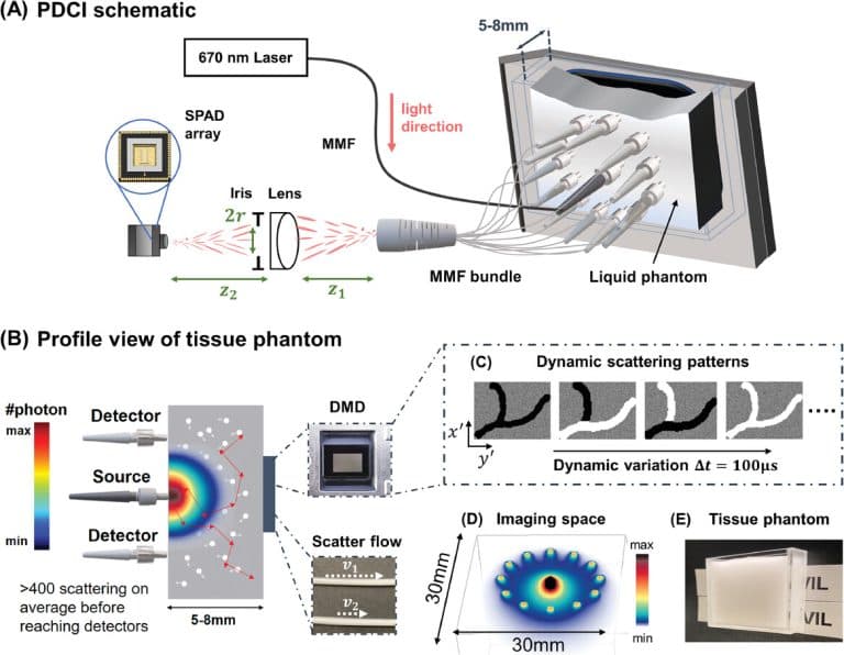 Imaging Dynamics Beneath Turbid Media via Parallelized Single-Photon Detection