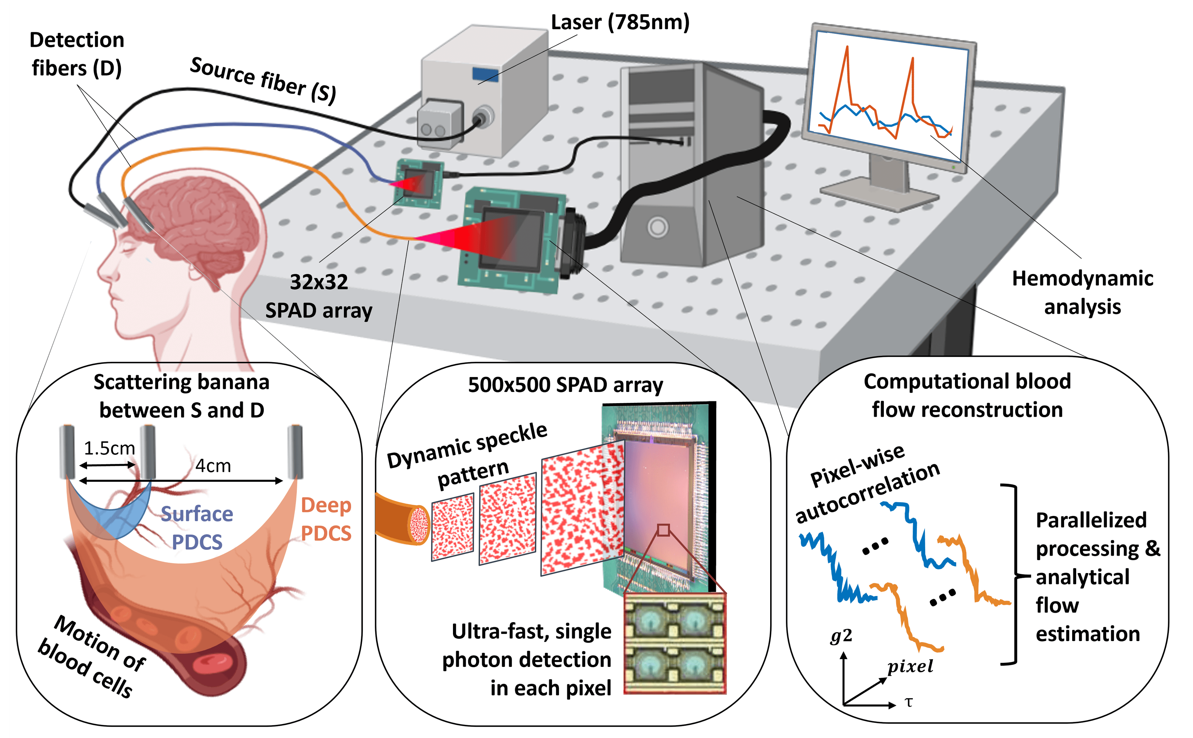 Beneath the surface: revealing deep-tissue blood flow in human subjects with massively parallelized diffuse correlation spectroscopy.