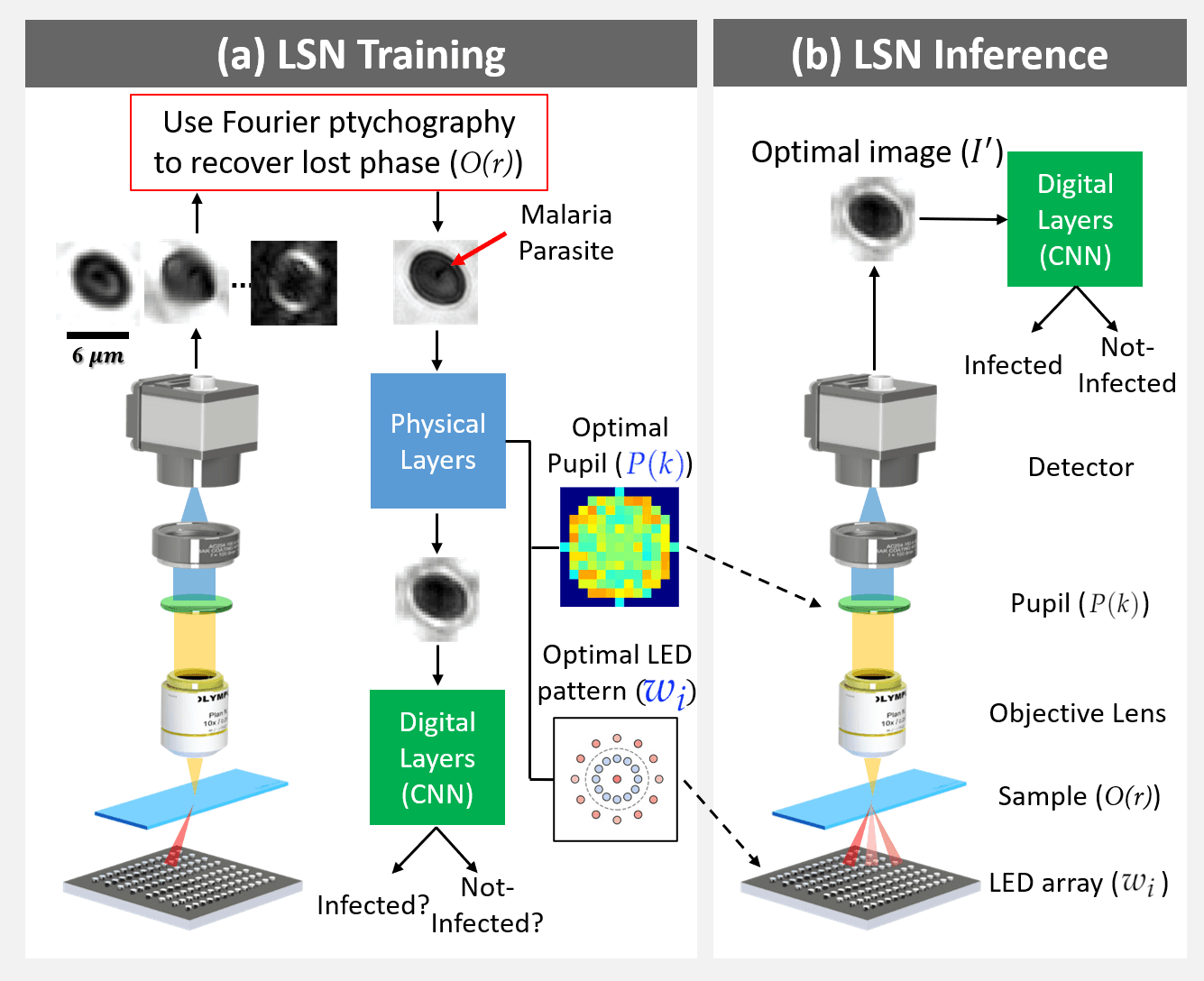 Multi-Element Microscope Optimization by a Learned Sensing Network with Composite Physical Layers