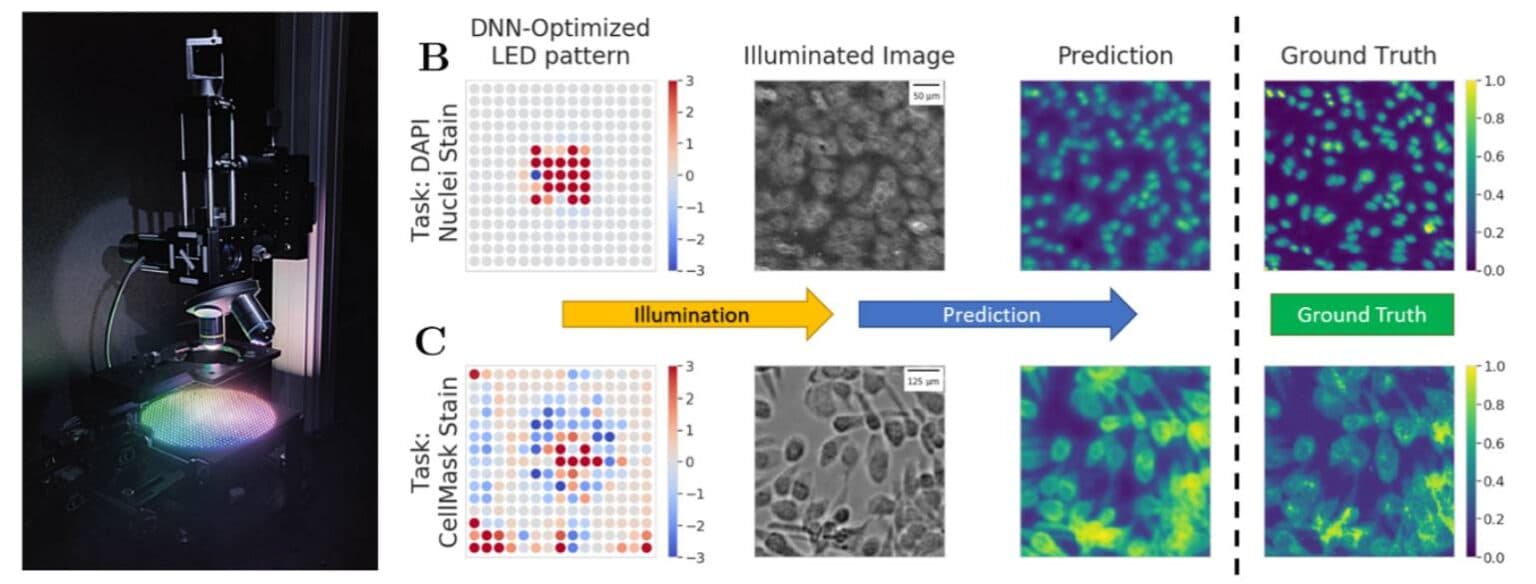 Physics-Enhanced Machine Learning for Virtual Fluorescence Microscopy